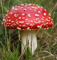 1e Leerjaar Les 14: Paddestoel